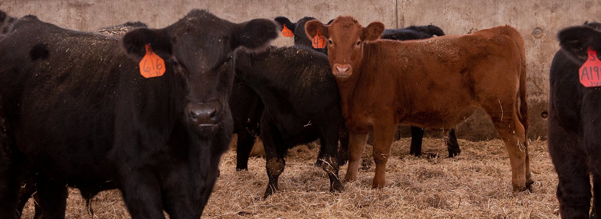 black and brown cows