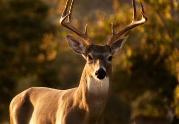 A buck looking at the viewer